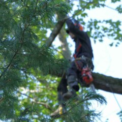 1. Арбористика ( обрезка деревьев)