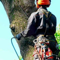 Арбористика