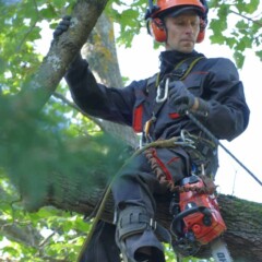 1. Арбористика ( обрезка деревьев)