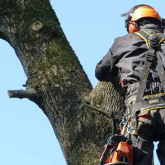 Арбористика ( обрезка деревьев);