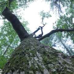 ПРОМЫШЛЕННЫЙ АЛЬПИНИЗМ